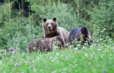 brown bear in its natural habitat