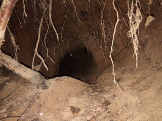 Badger burrow inside view