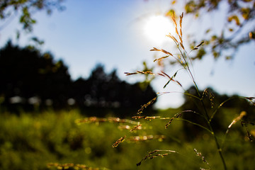 Sun in a field