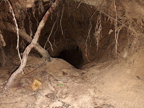 Badger Burrow Inside View