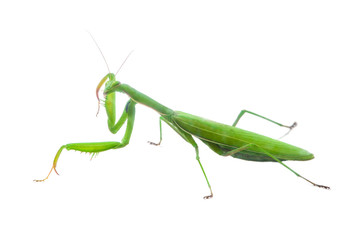European Mantis or Praying Mantis, Mantis religiosa, on isolated white background