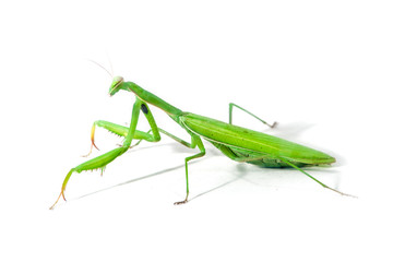 European Mantis or Praying Mantis, Mantis religiosa, on isolated white background
