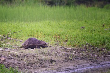 the beaver bears dinner
