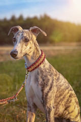 Portrait einer eine Whippet Hündin im Sonnenuntergang