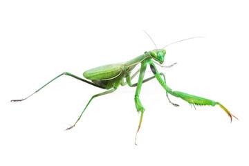 European Mantis or Praying Mantis, Mantis religiosa, on isolated white background