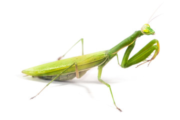 European Mantis or Praying Mantis, Mantis religiosa, on isolated white background