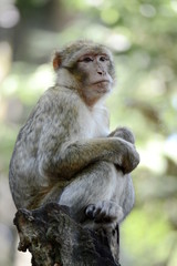 Berberaffe