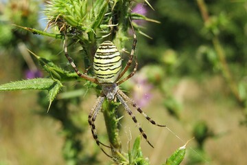 Argiope spider on thistle plant in the garden, closeup