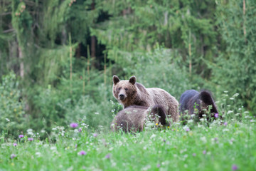Obraz na płótnie Canvas brown bear in its natural habitat