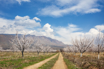 Fototapeta premium Apricot farm during sping season against Vayk mountain range, Vayots Dzor Province, Armenia