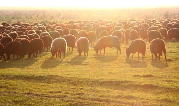 Famous Hungarian racka sheeps in field against sunset, Hortobagy National Park