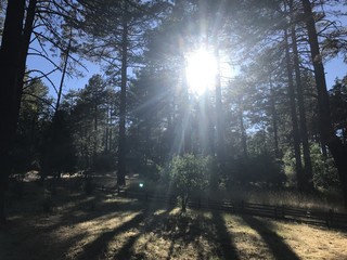 Forest Sun Shine