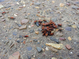Beetles