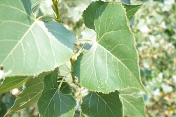 Large leaves on a tree