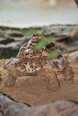Rear of Tortoise Portrait