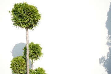 Tree on white background