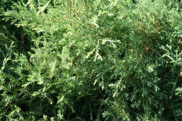 Green coniferous tree