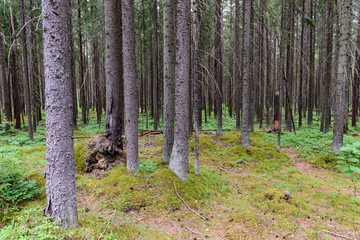 Beautiful forest background, Leningrad region, Russia