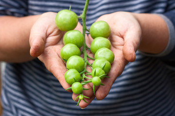 fresh harvest of green tomatoes in the hands of a woman
