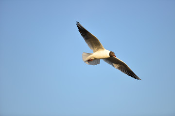 Möwe auf der Futtersuche