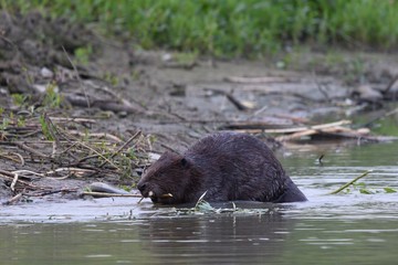 The beaver bears dinner