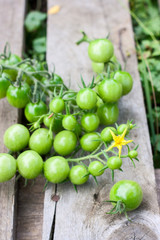 fresh harvest of green tomatoes on a wooden pallet