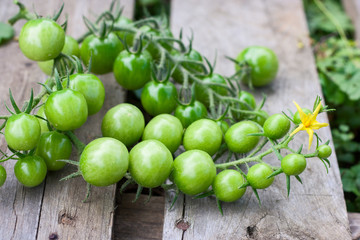 fresh harvest of green tomatoes on a wooden pallet