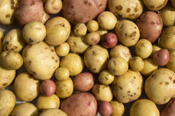 A lot of yellow and pink potato tubers
