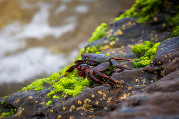 Red rock crab at the rocky shore in Tenerife Canary Island