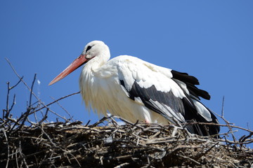Storch im Elsass in Frankreich