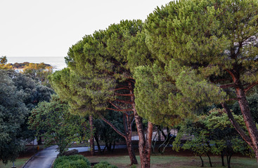 park area with large coniferous trees with beautiful, interesting trunks, but the sea is far away