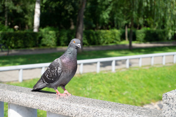 A curious pigeon looking in the camera