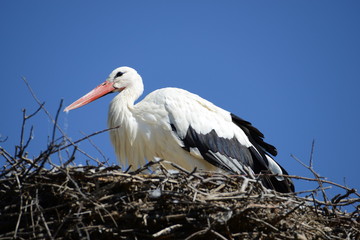 Storch im Elsass in Frankreich