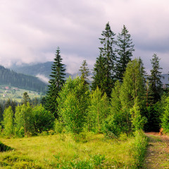 Slopes of mountains, coniferous trees and clouds in the evening sky. Location place Carpathian, Ukraine, Europe. Concept ecology protection. Explore the world's beauty.
