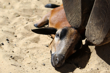 Goat relaxing in the Sand