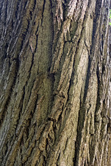 Eastern black walnut