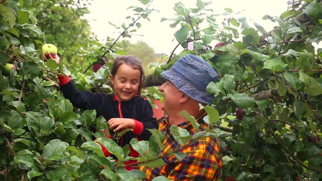 Portrait of grandfather in a hat and plaid shirt with his cute granddaughter sorting apples picking the harvest in the apple trees garden. Outdoor