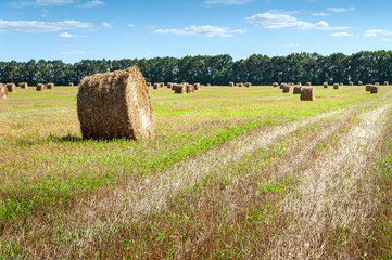 Roll of hay in the countryside after harvesting wheat