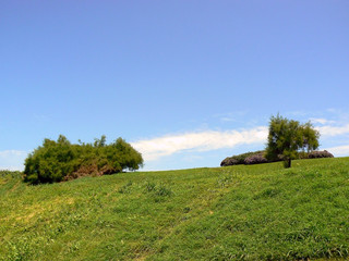 campo de hierba con árboles en primavera y cielo azul