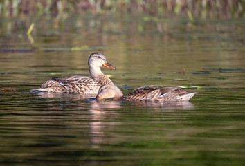 Two Blue Winged Teal ducks swimming. One is looking at the camera, one has its beak in the water, eating. Concepts of wildlife, waterfowl, wild, nature