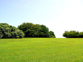 campo de hierba con árboles en primavera y cielo azul