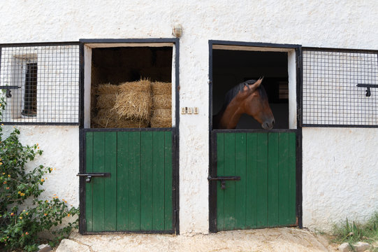 Horses in stable