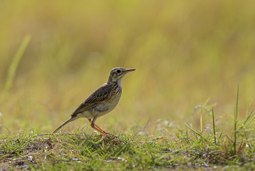 Paddyfield Pipit - Anthus rufulus, small ground perching bird from Sri Lanka grasslands and fields.