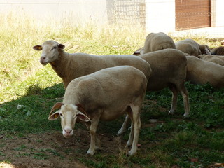 FLOCK OF SHEEP EATING GRASS