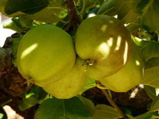 FRUIT THREE IN SUMMER, YOUR FRUIT IS ABOUT TO BE COLLECTED