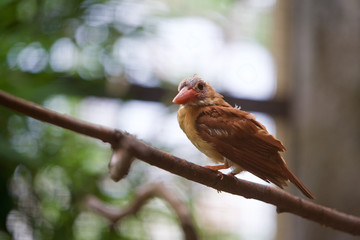上野動物園 アカショウビン