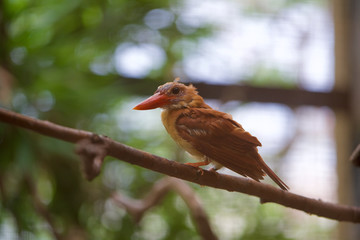 上野動物園 アカショウビン