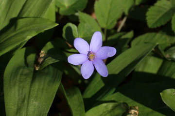 Leberblümchen und Bärlauch