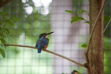 上野動物園 カワセミ