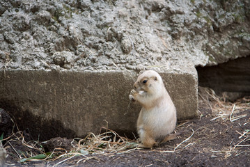 上野動物園 プレーリードッグ